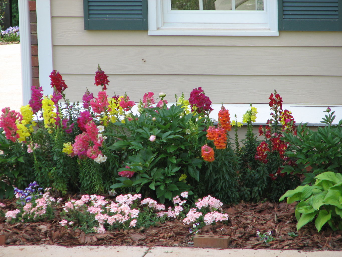 Garden Pictures