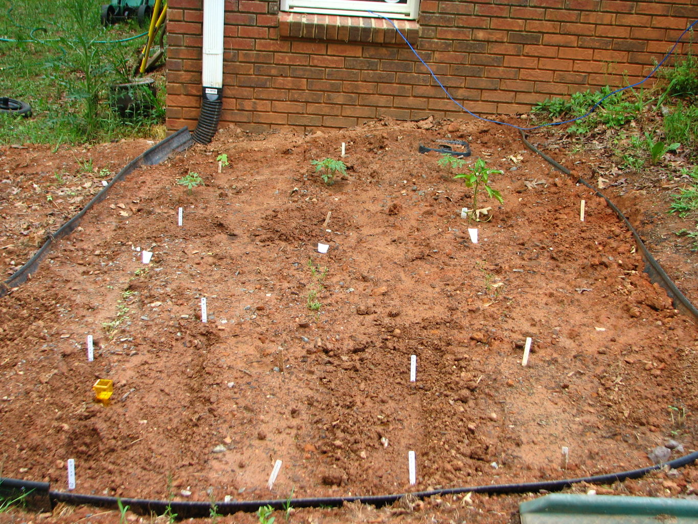 Garden Pictures