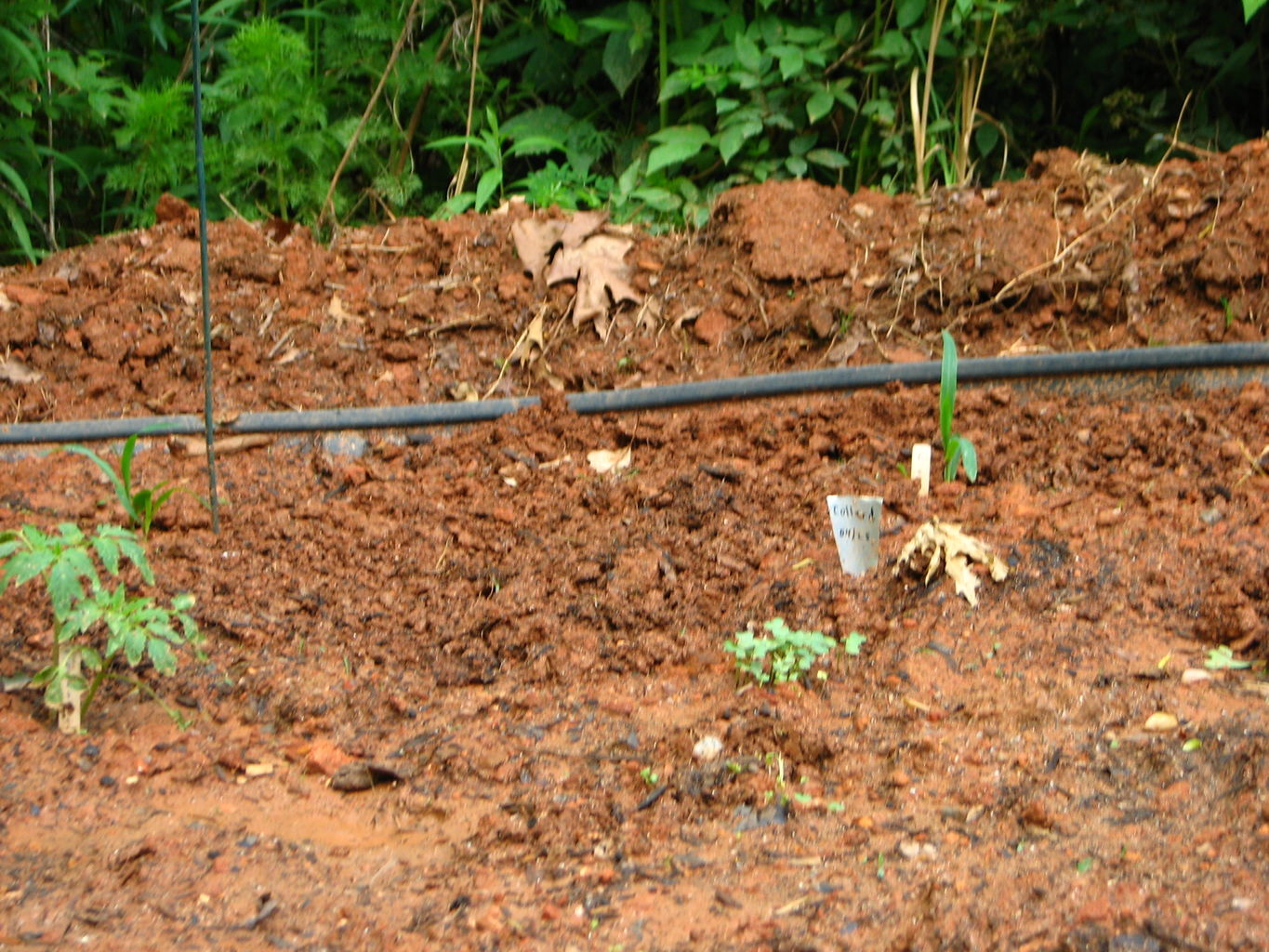 Garden Pictures