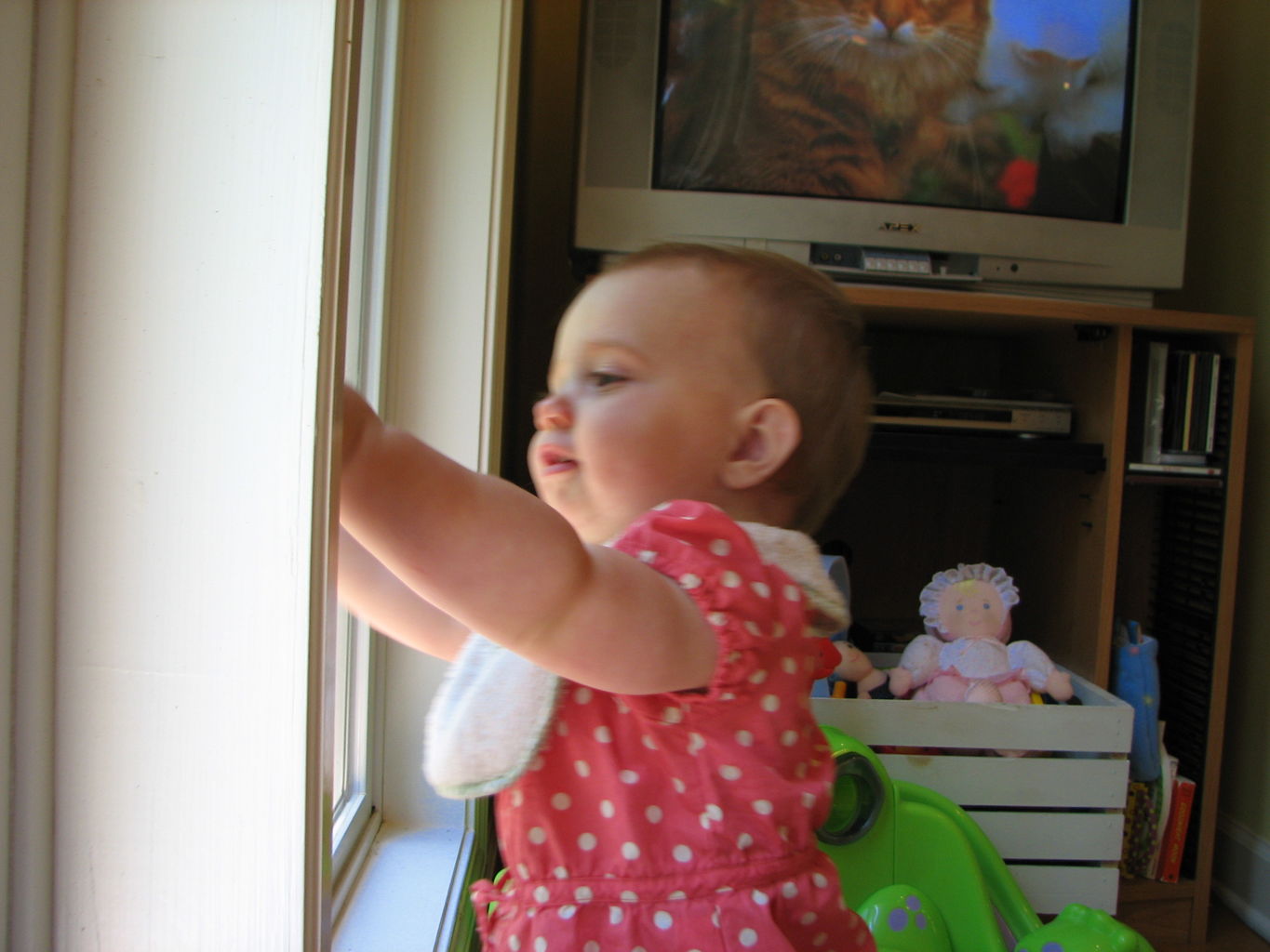 Hazel in the Window