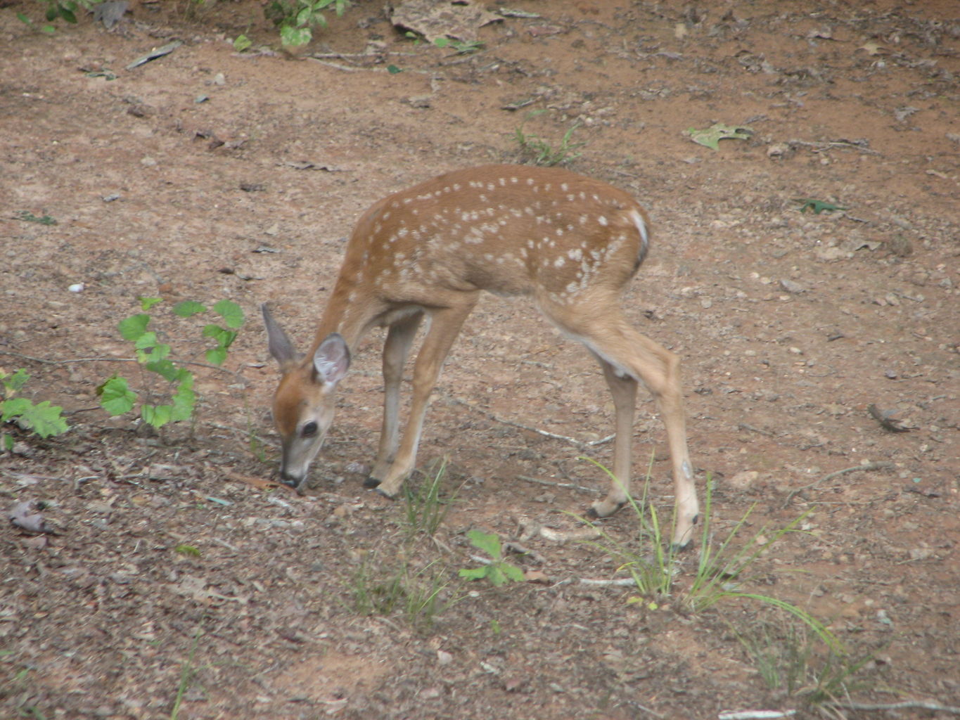 Pendergrass Deer