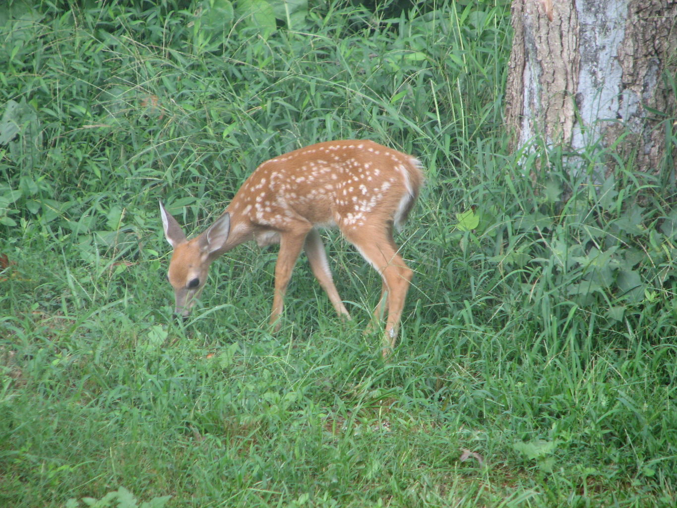 Pendergrass Deer