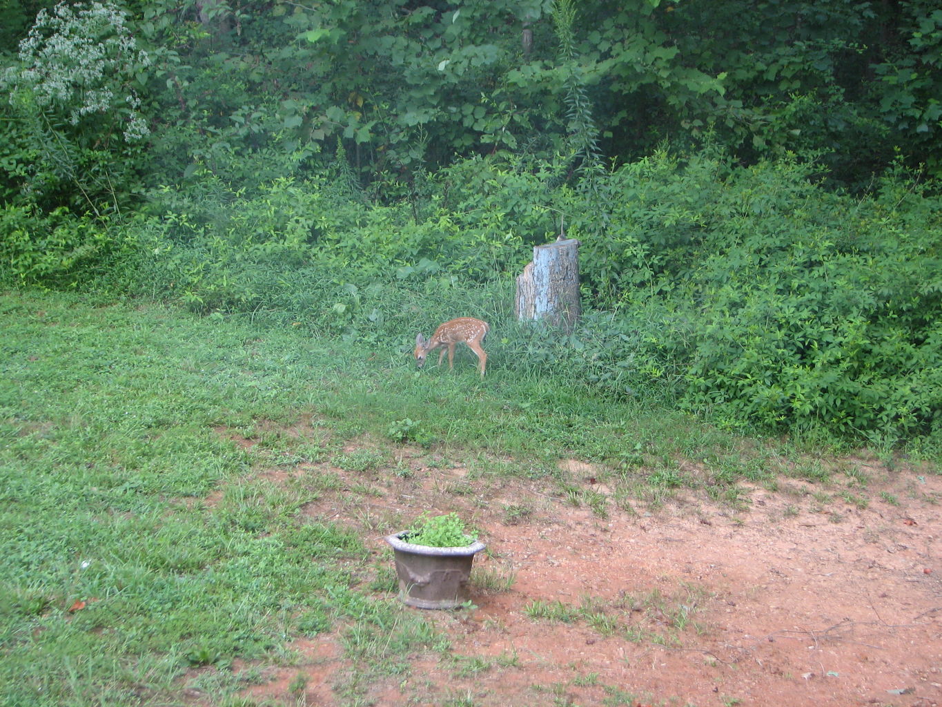 Pendergrass Deer