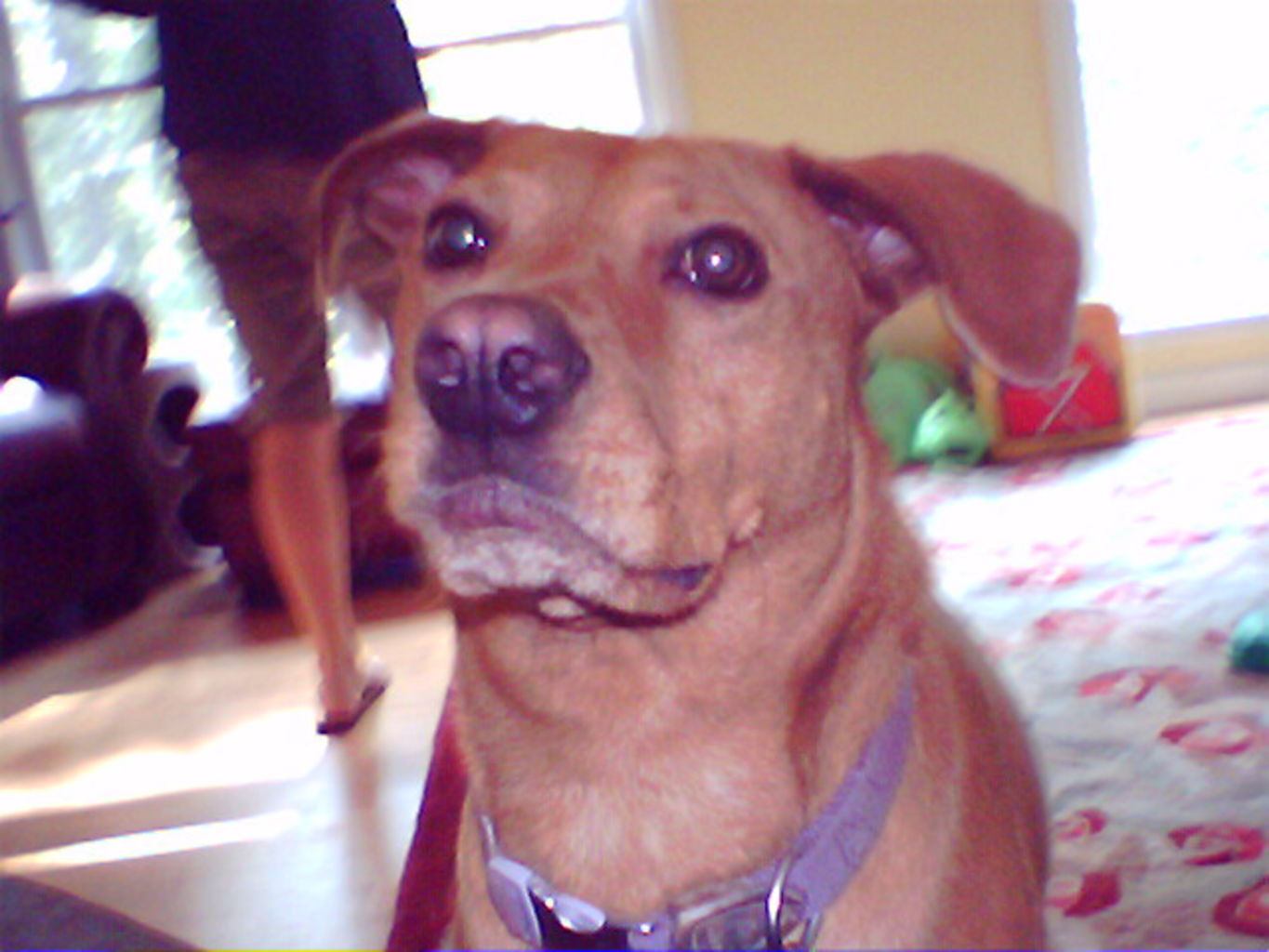Hazel Walking Movies