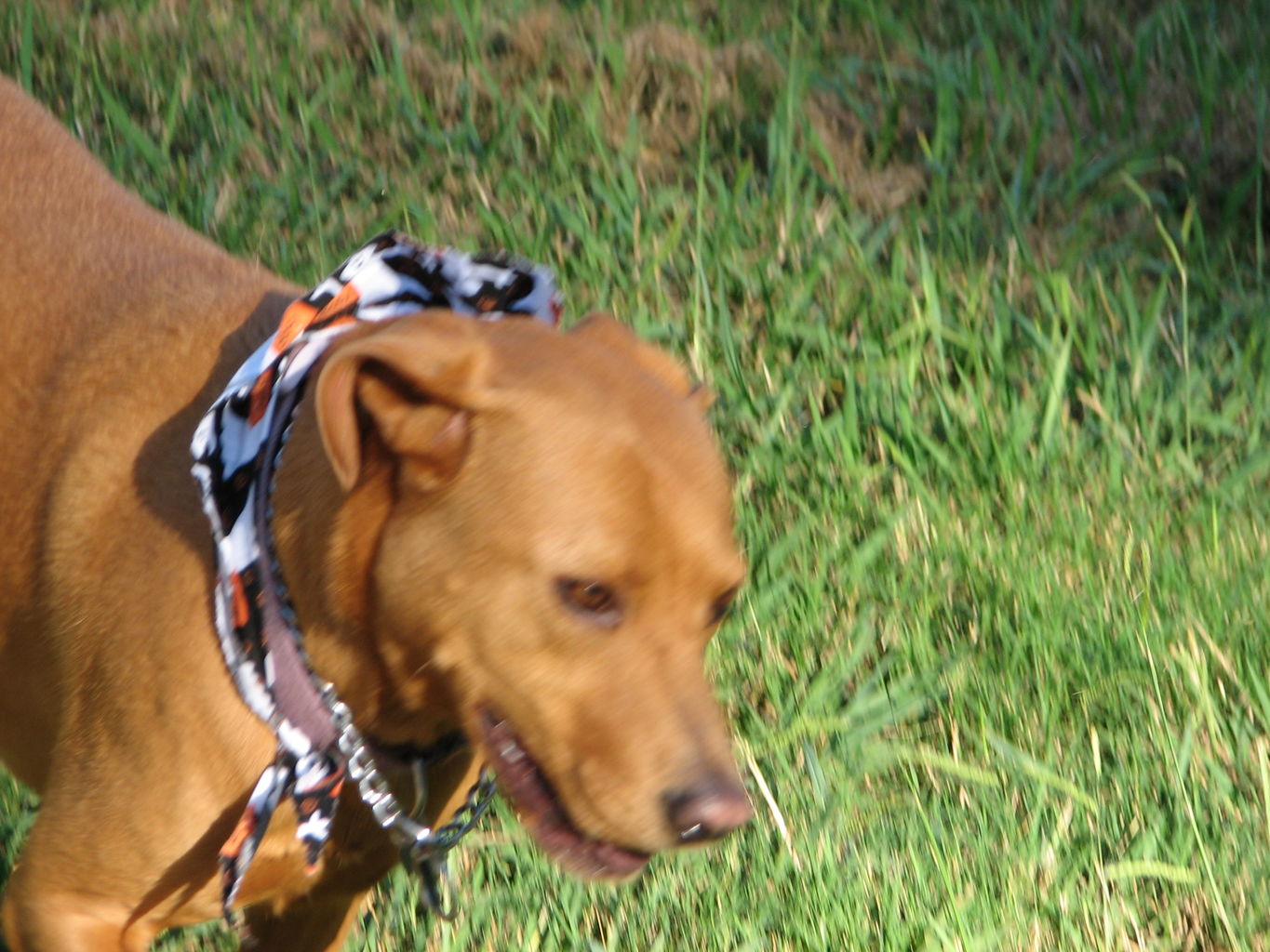 Hazel Walking Movies