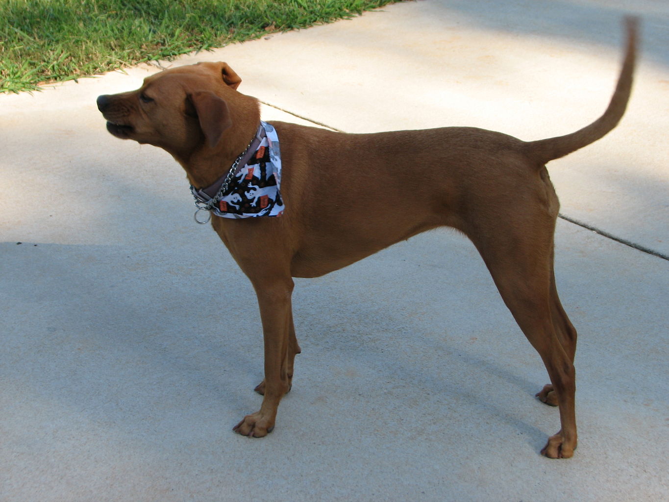 Hazel Walking Movies