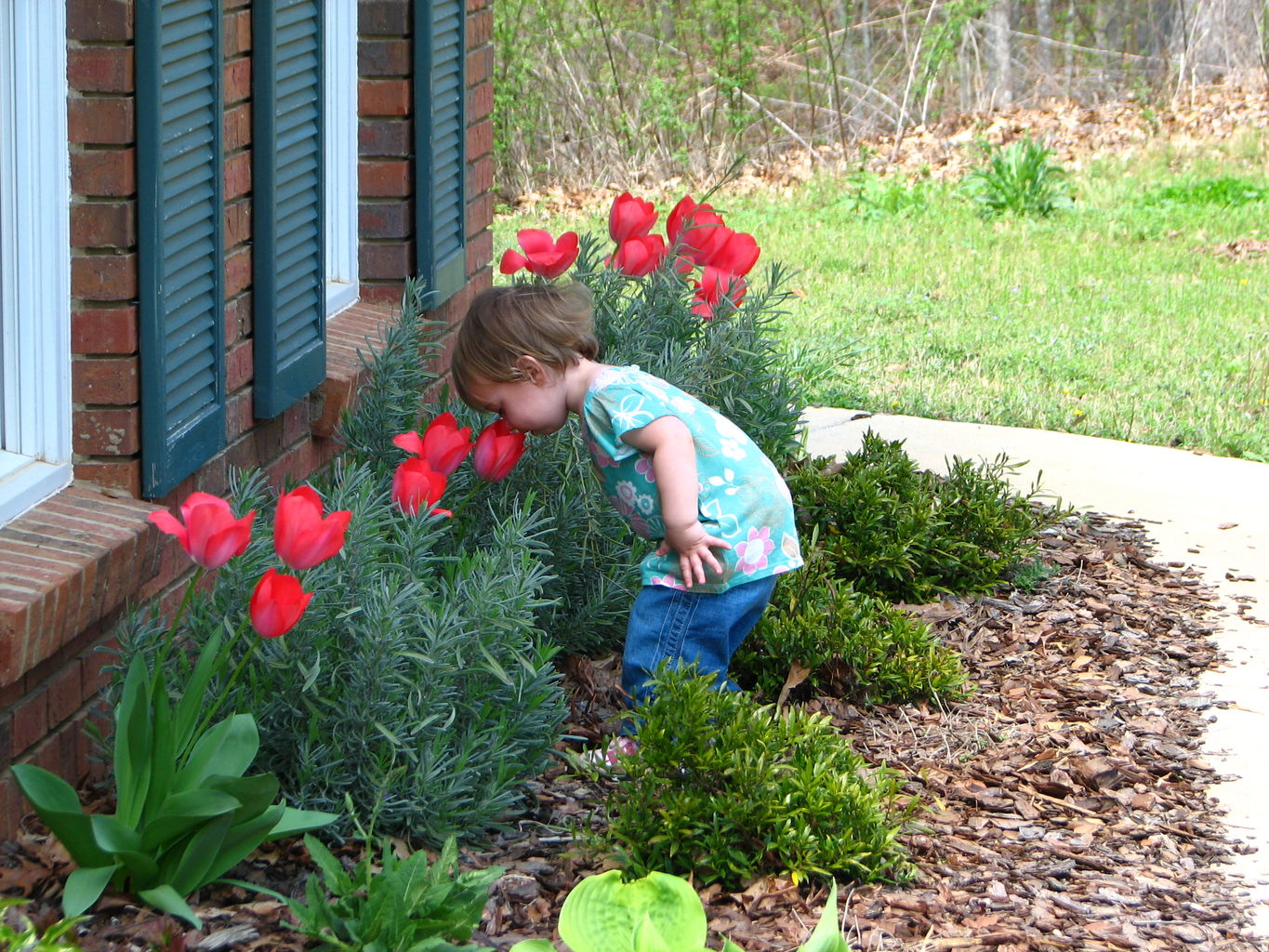 Spring Flowers