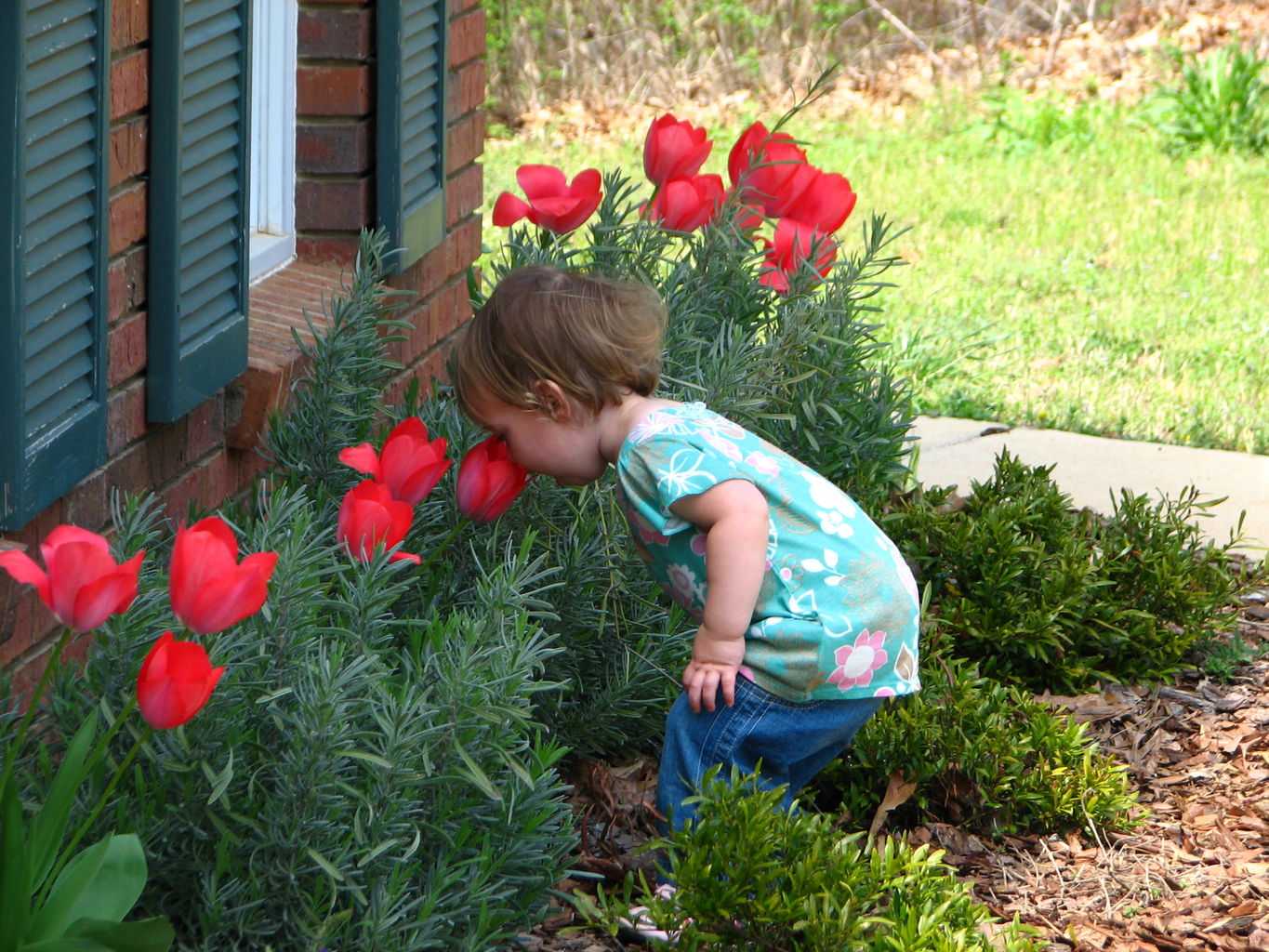 Spring Flowers