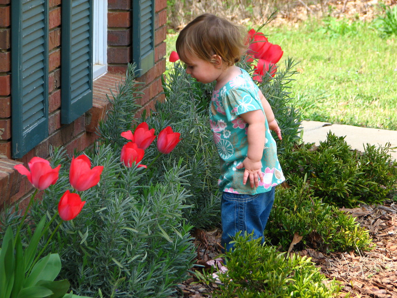 Spring Flowers