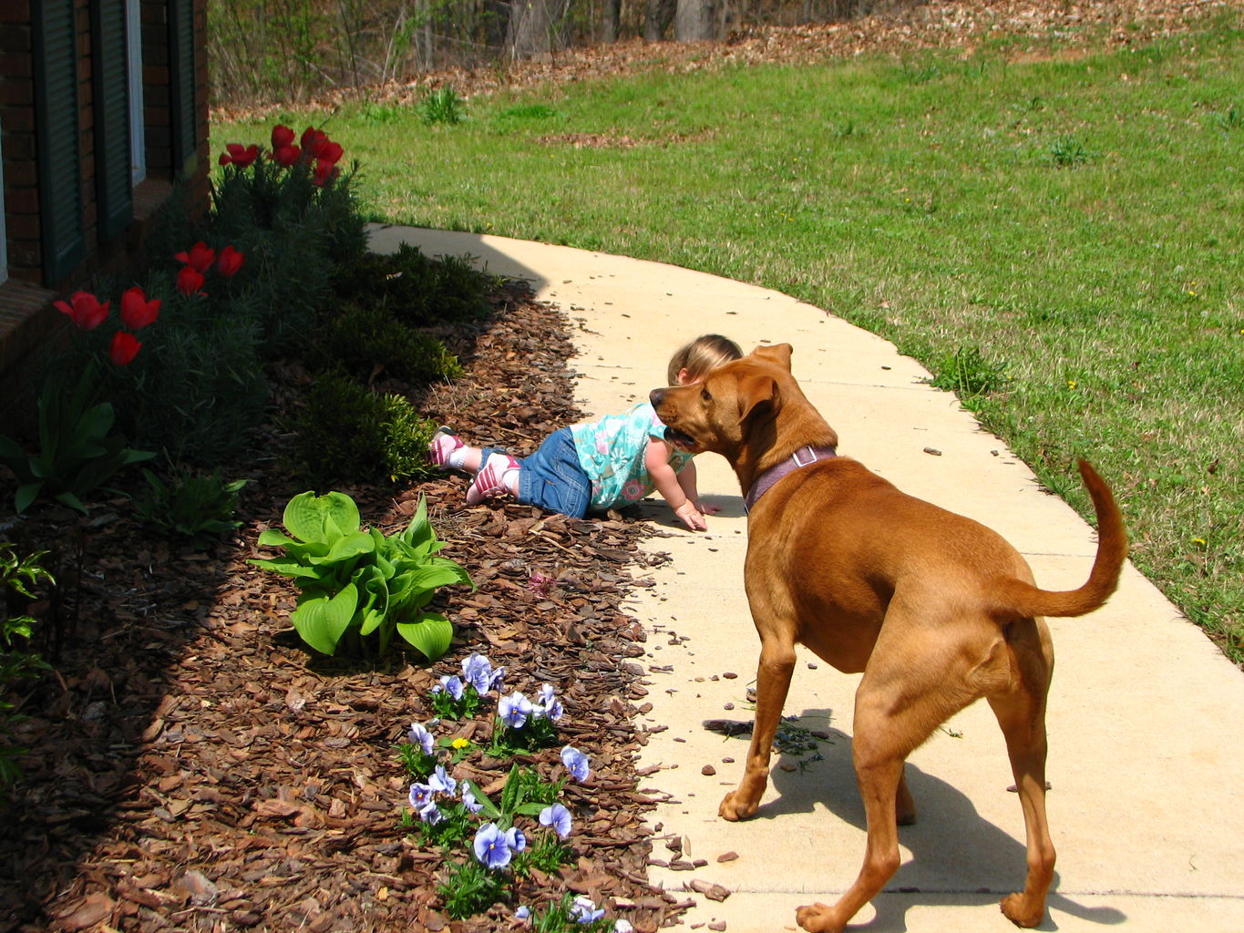 Spring Flowers