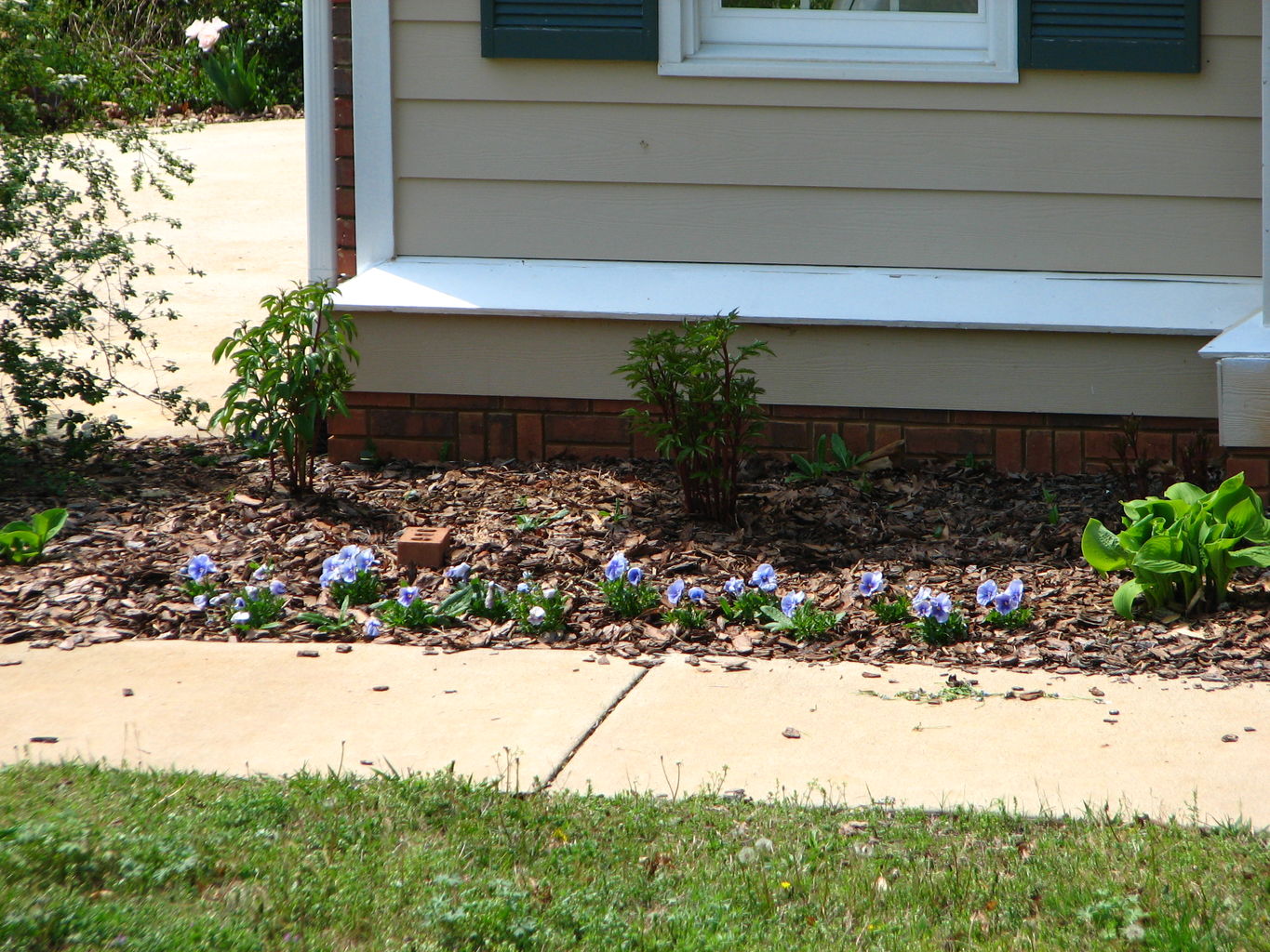 Spring Flowers