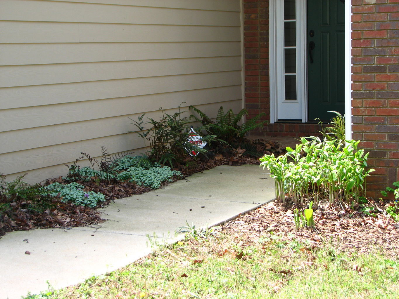 Spring Flowers