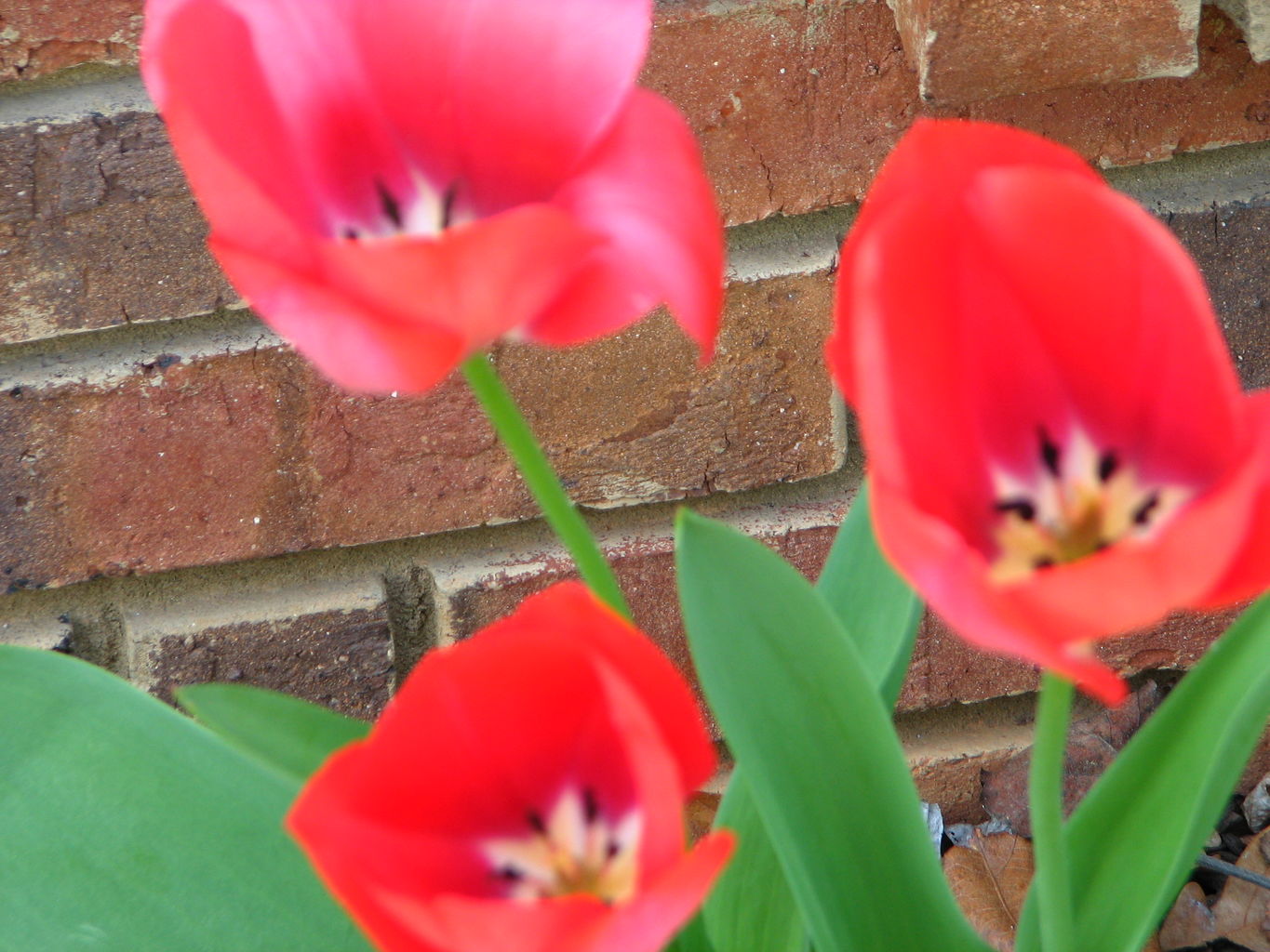 Spring Flowers