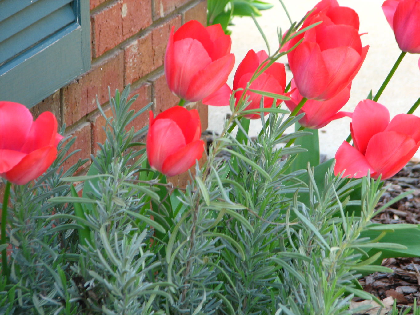 Spring Flowers