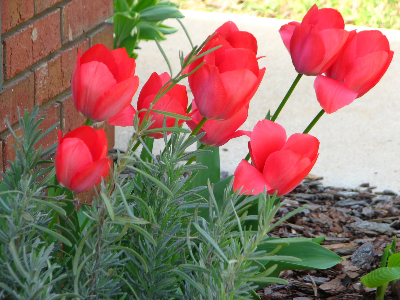 Spring Flowers