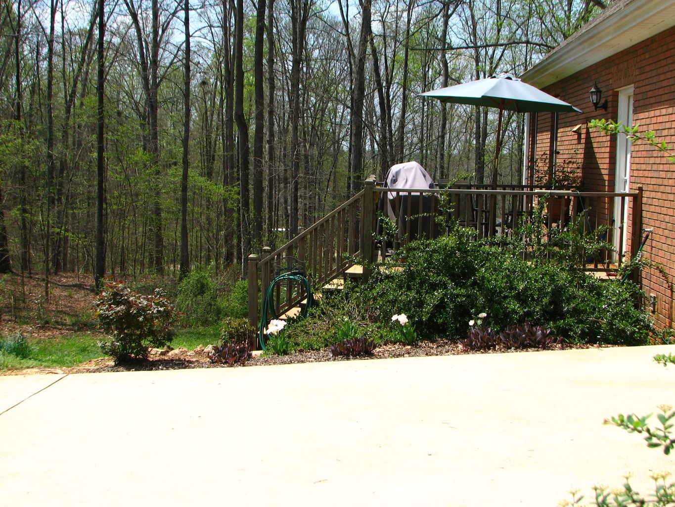 Spring Flowers