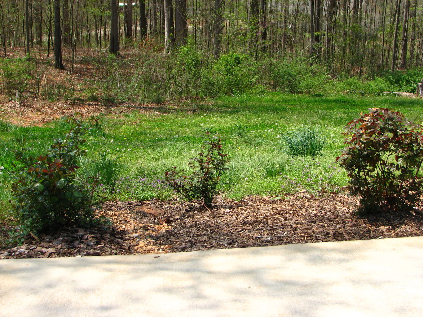 Spring Flowers