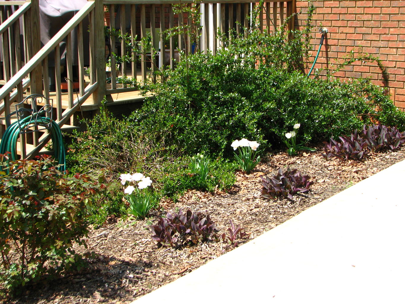 Spring Flowers