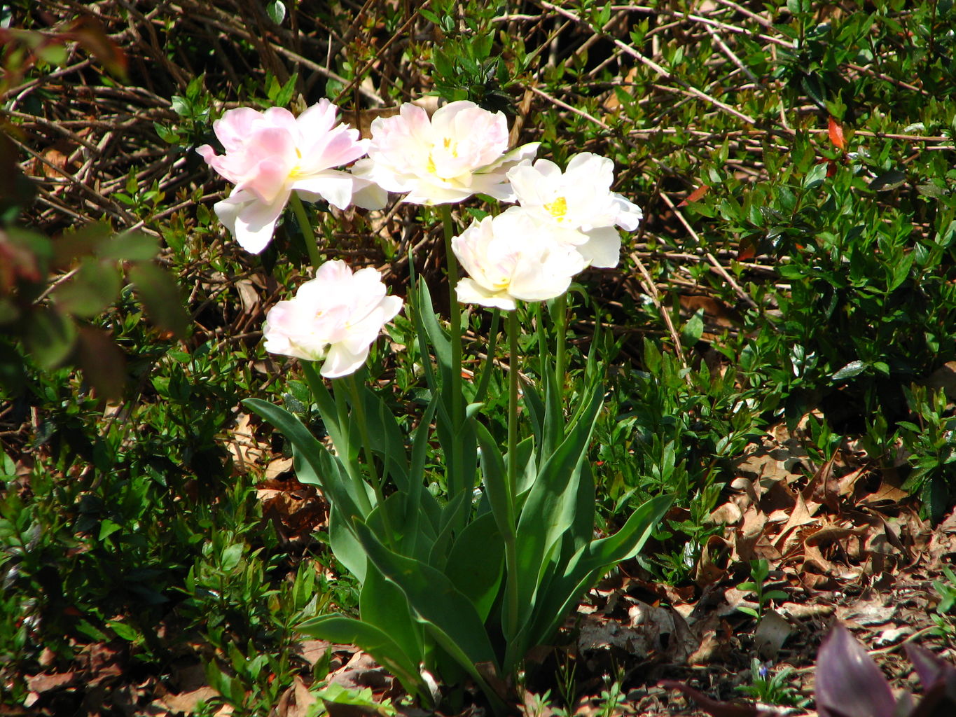 Spring Flowers