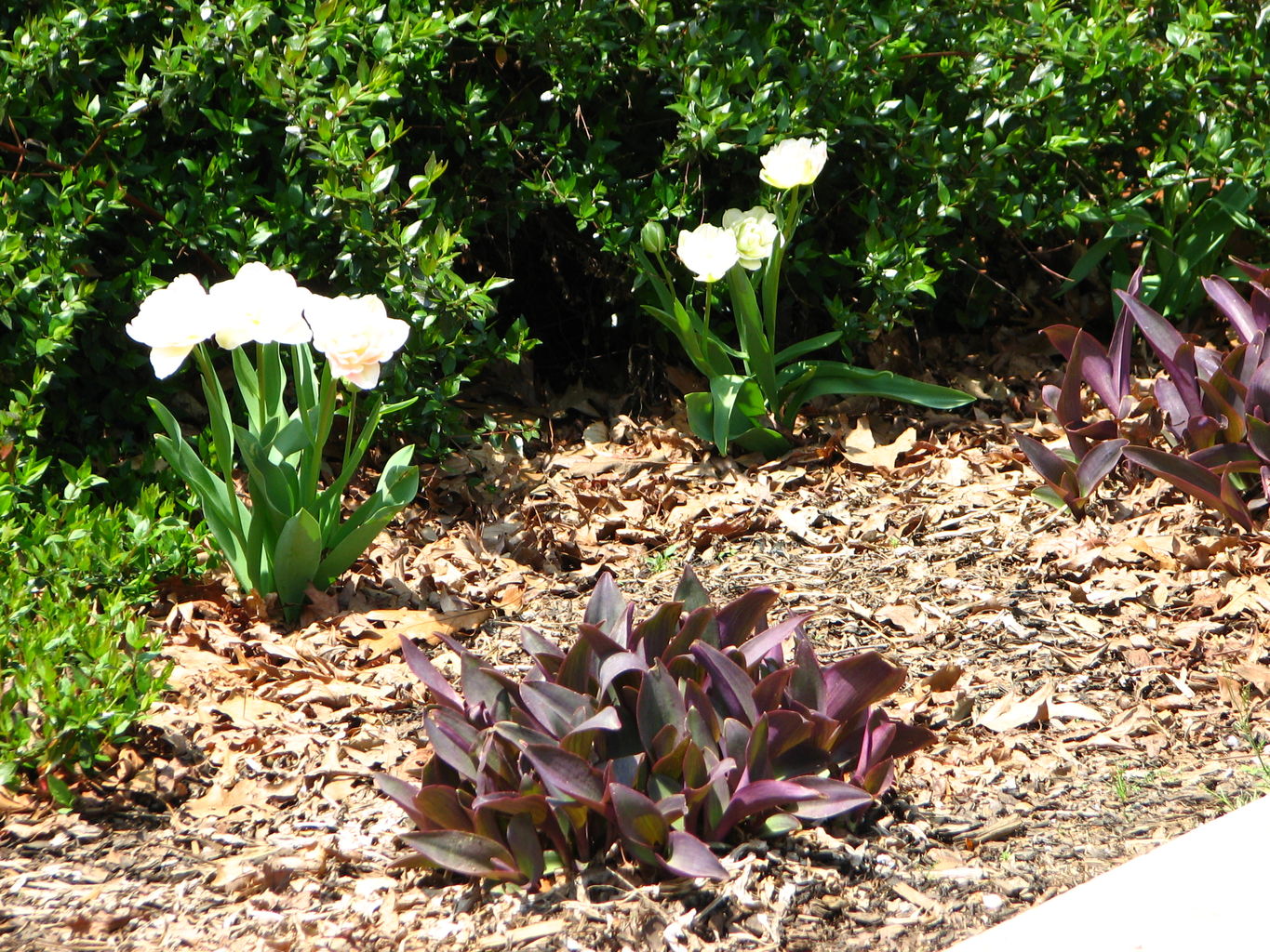 Spring Flowers