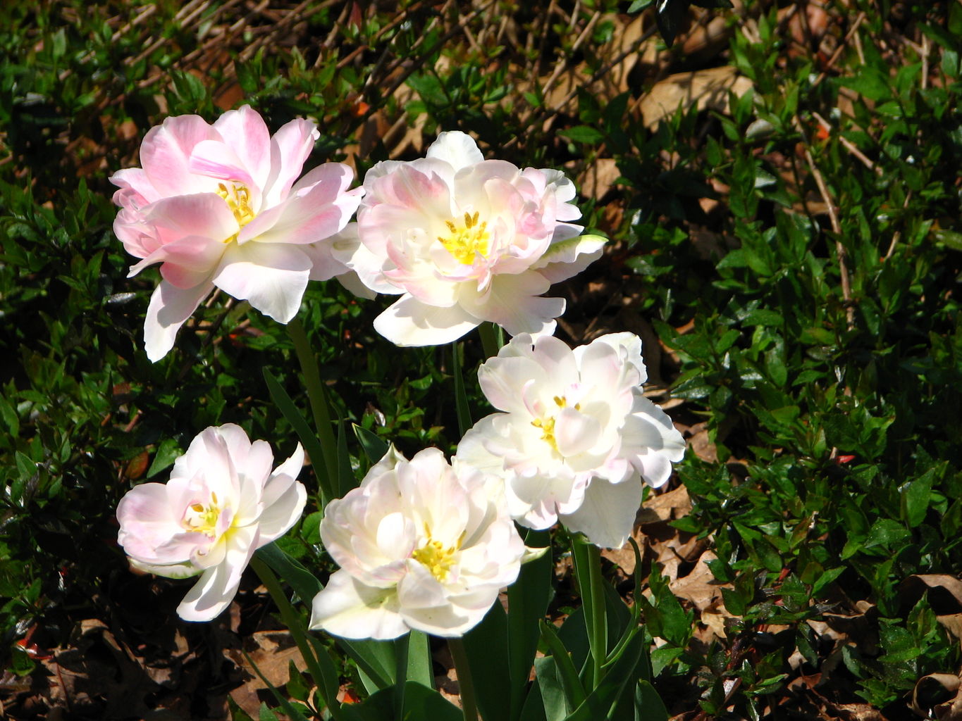 Spring Flowers