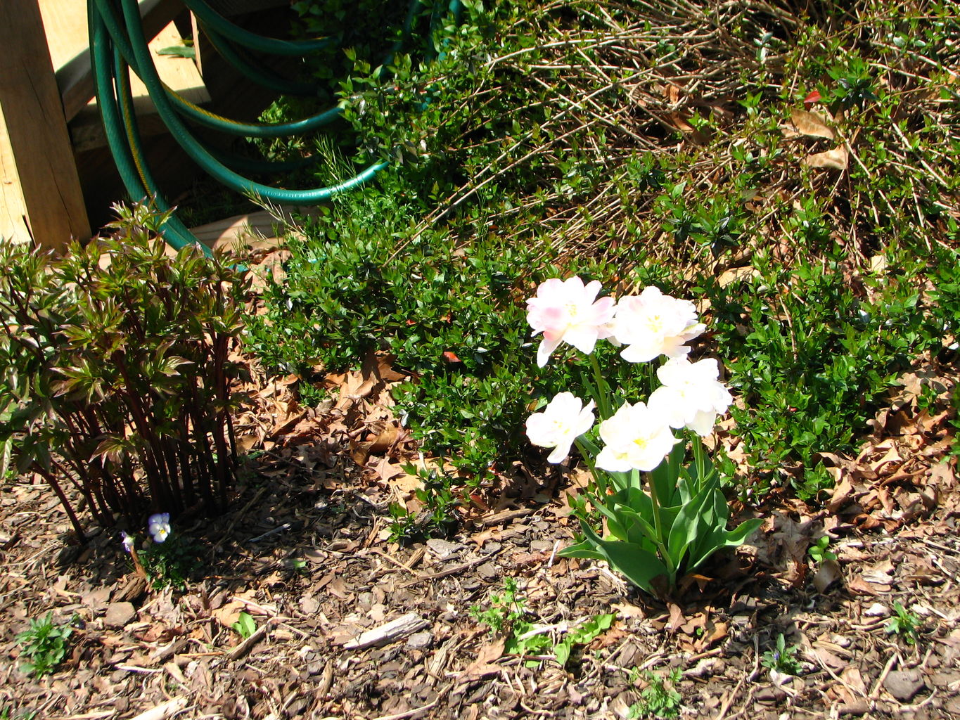 Spring Flowers
