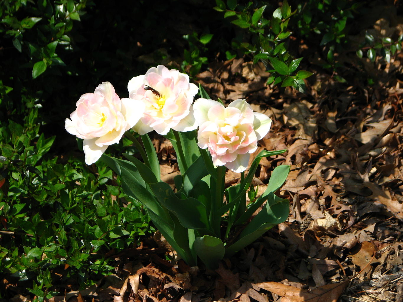 Spring Flowers
