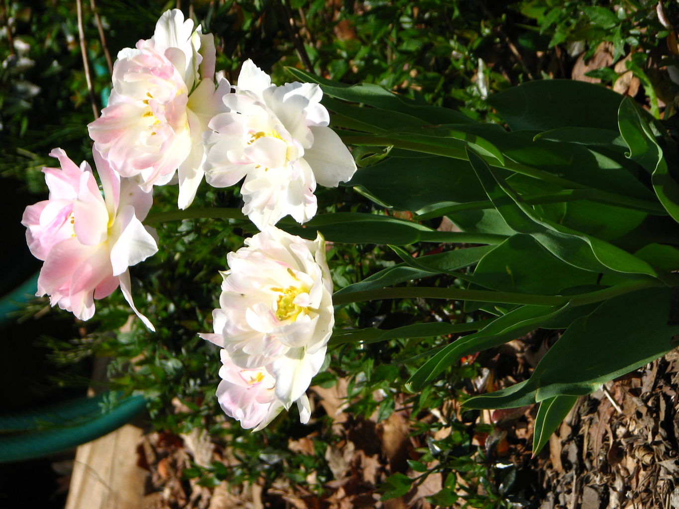 Spring Flowers