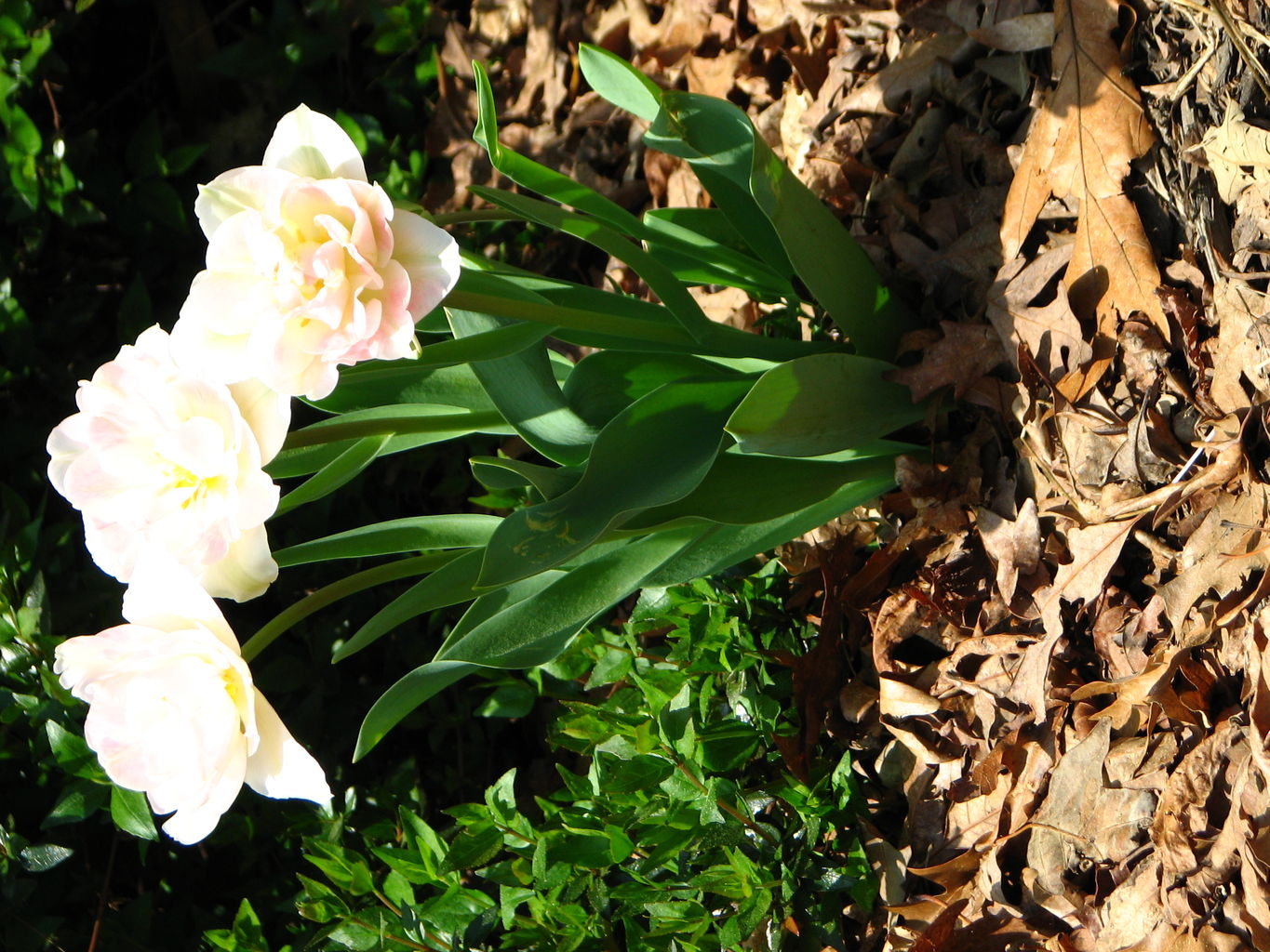 Spring Flowers