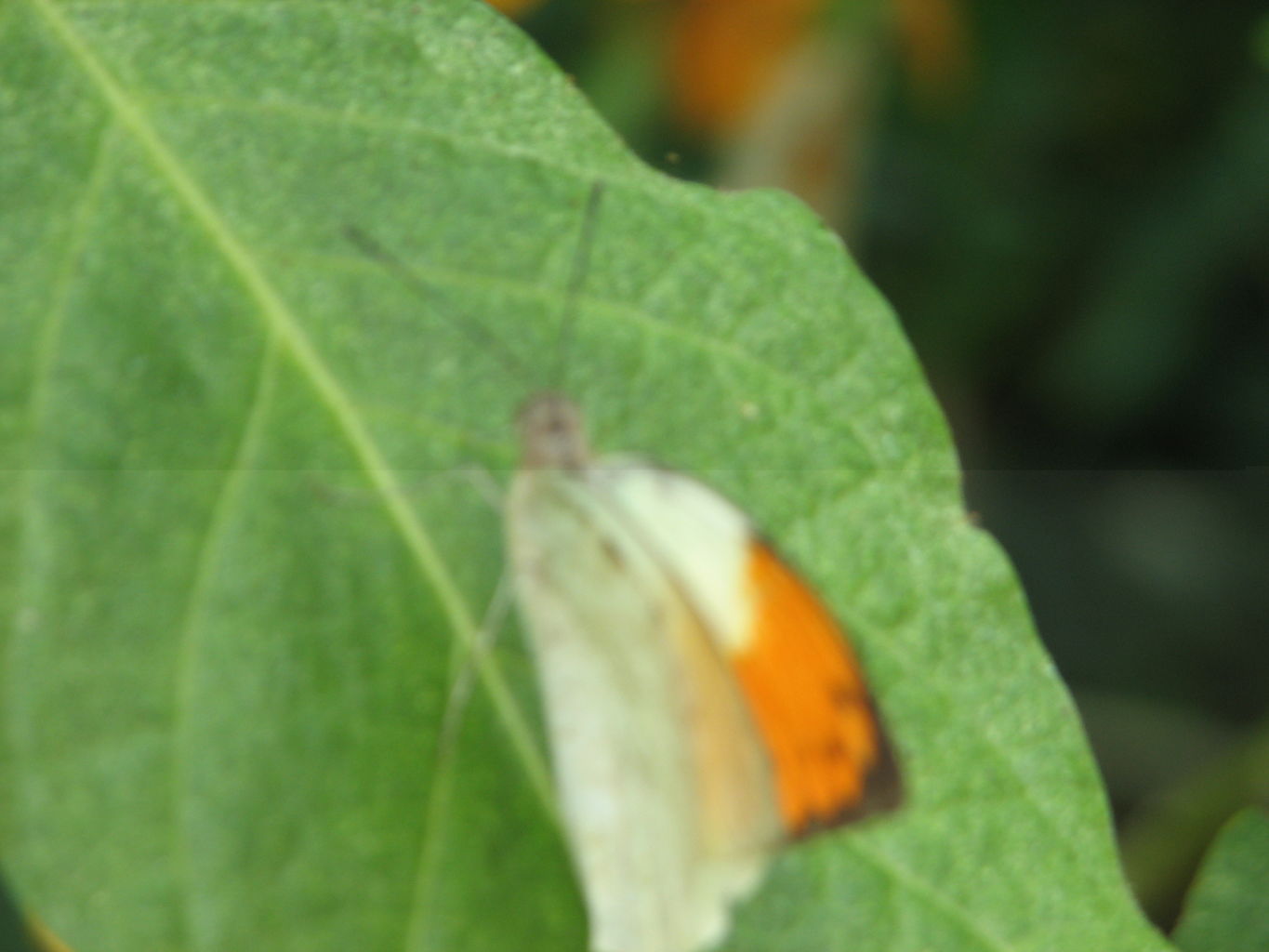 Visit to Callaway Gardens