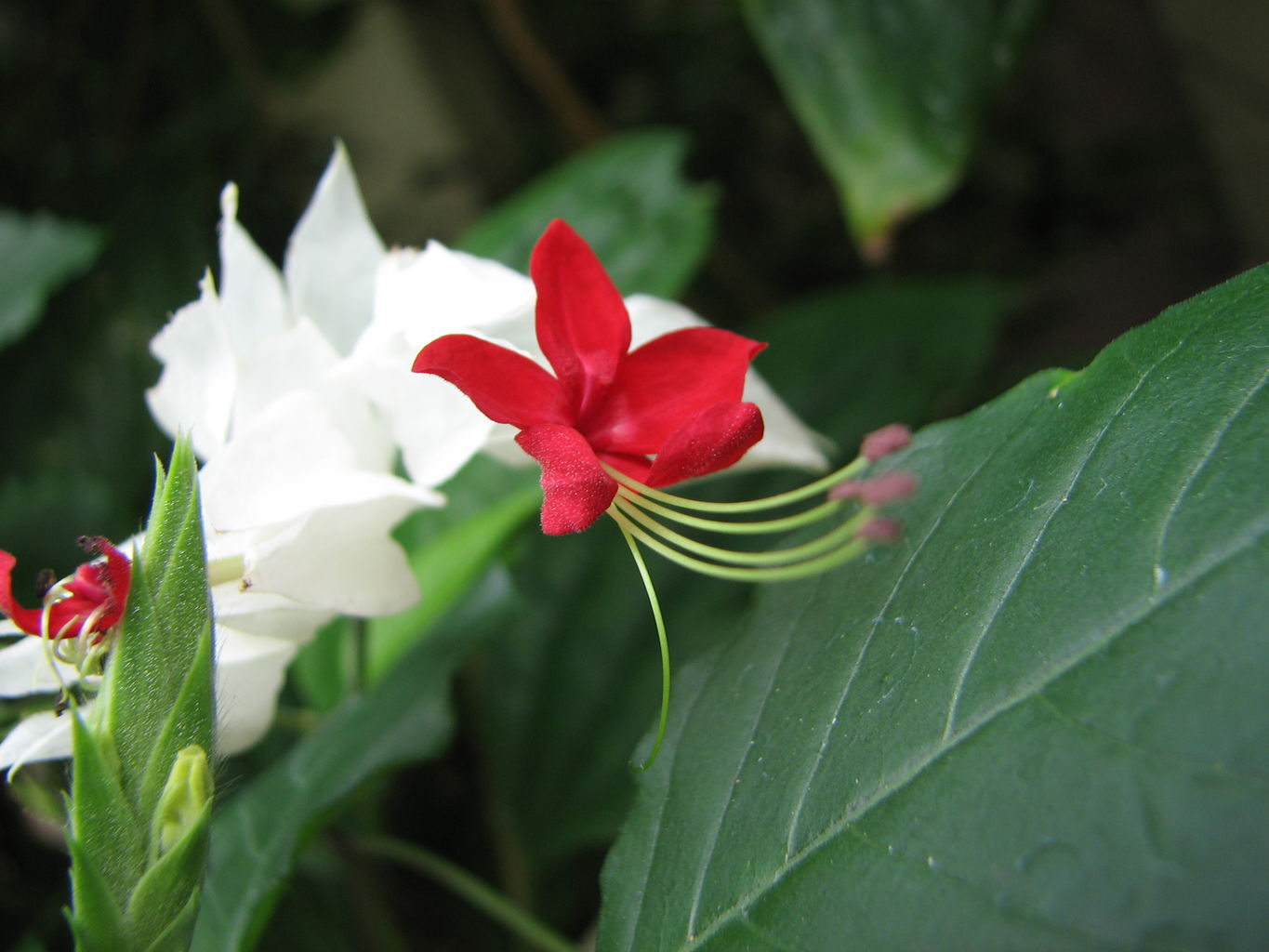 Visit to Callaway Gardens