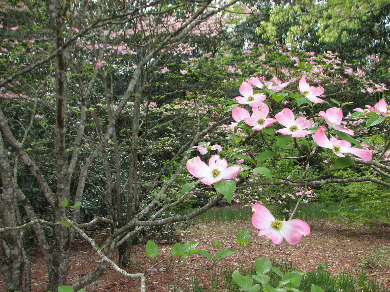 Visit to Callaway Gardens