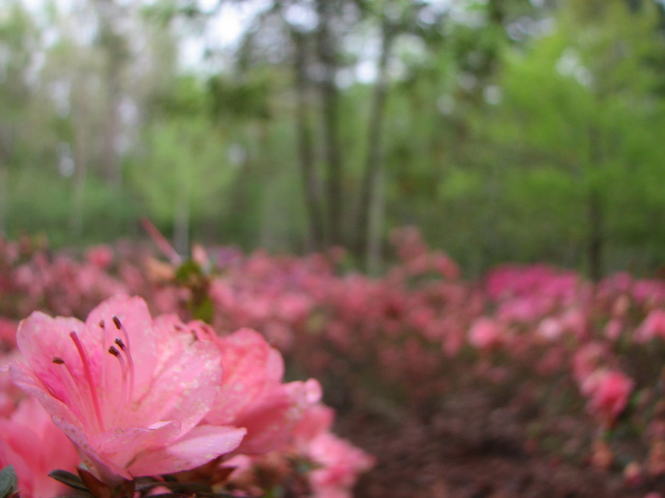 Visit to Callaway Gardens