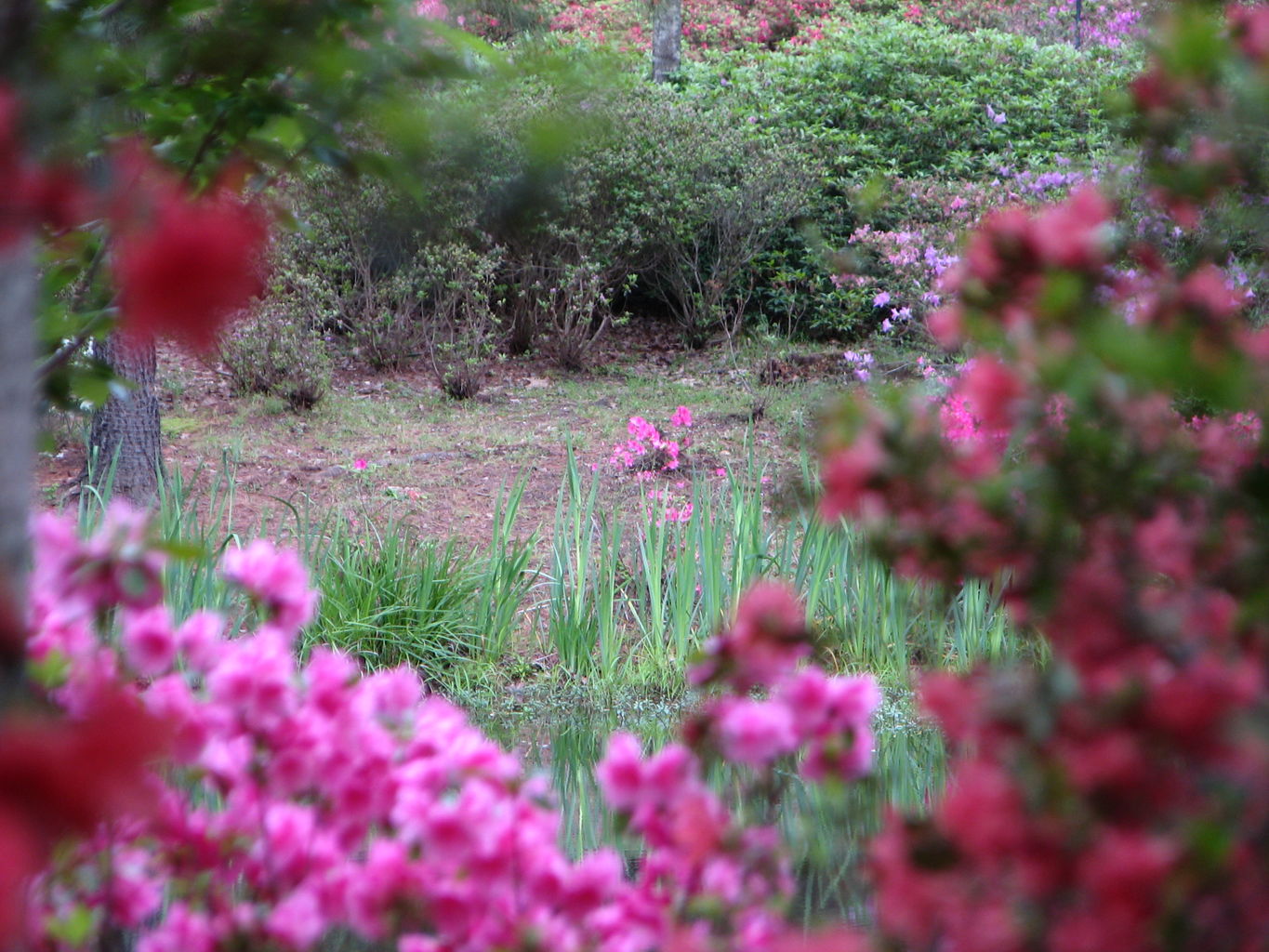 Visit to Callaway Gardens