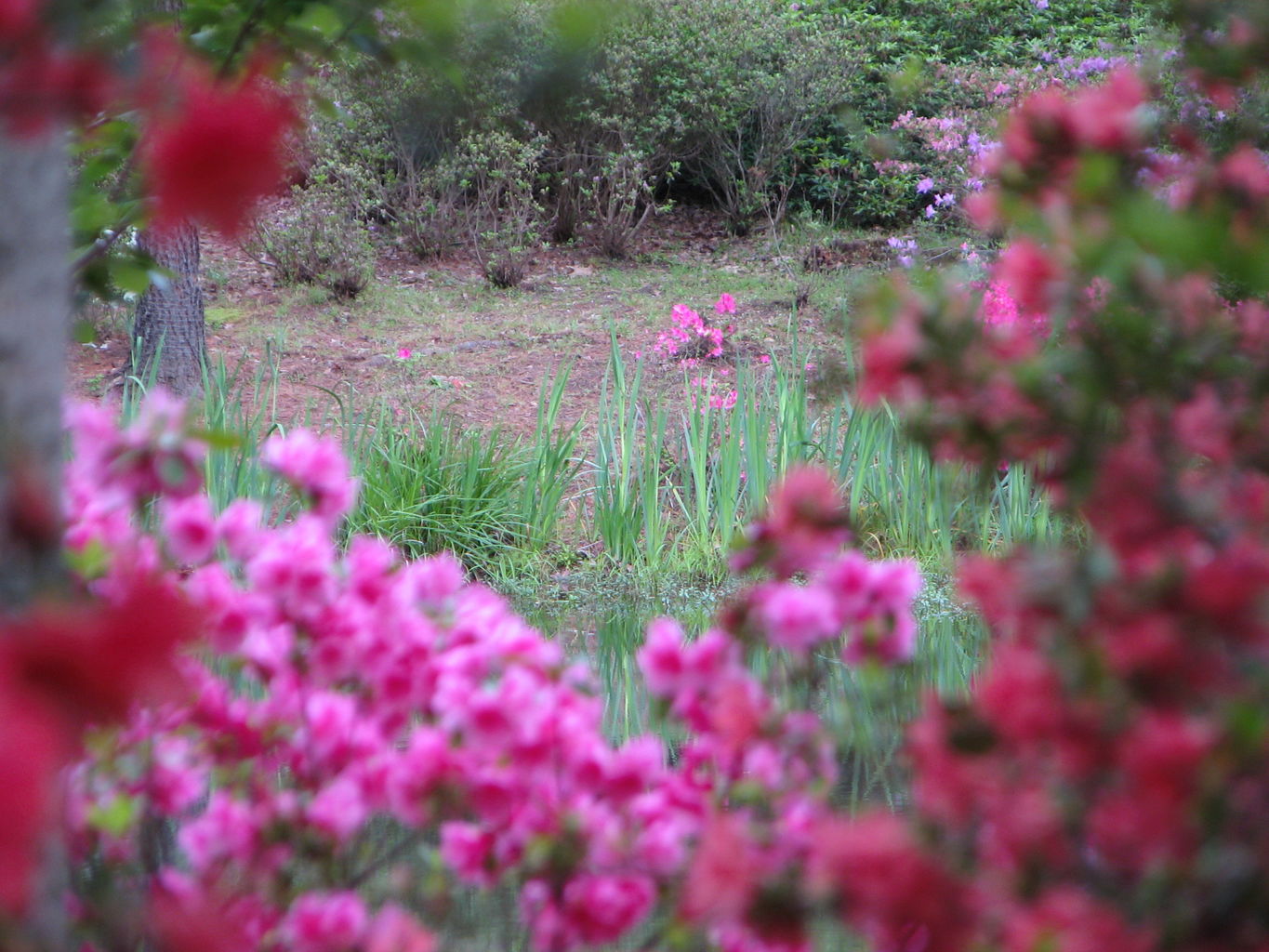 Visit to Callaway Gardens