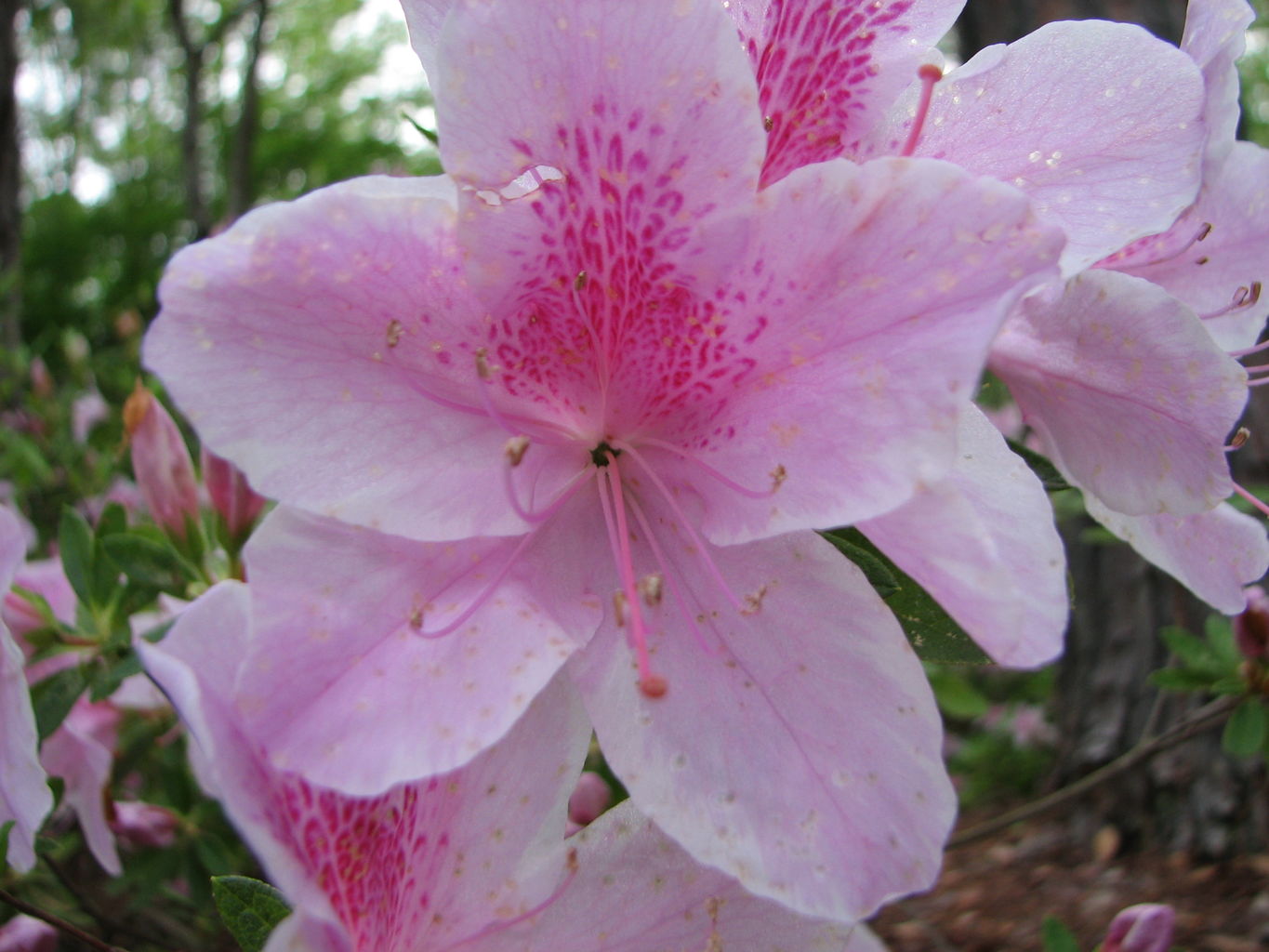 Visit to Callaway Gardens