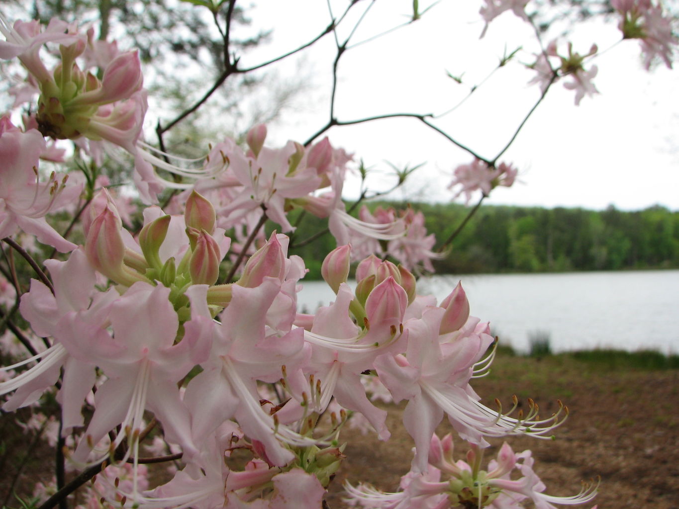 Visit to Callaway Gardens