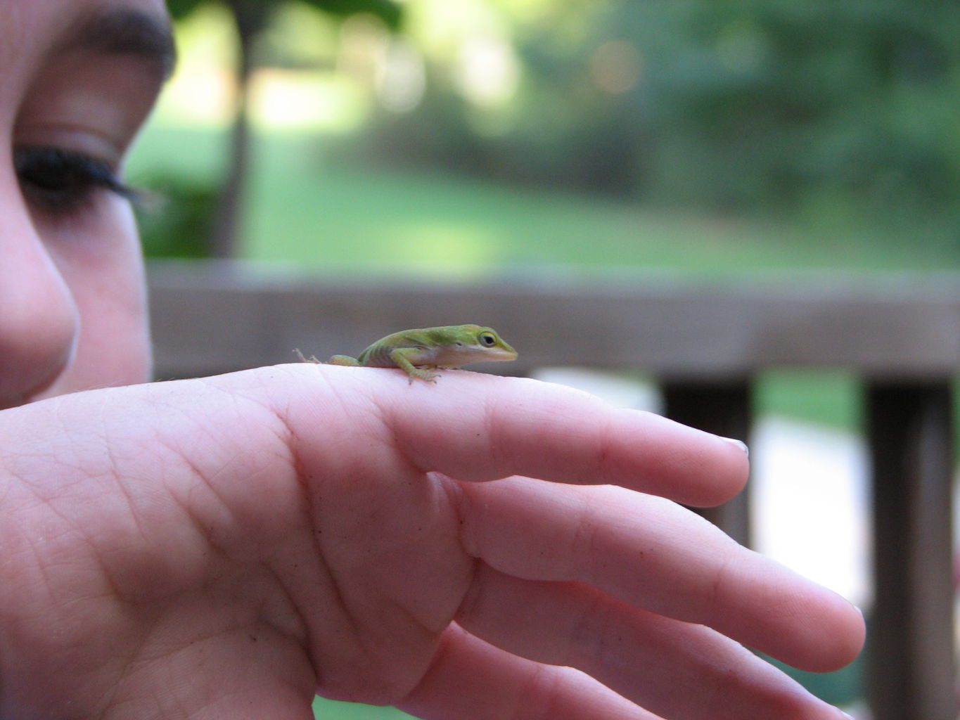 James Baby Lizard