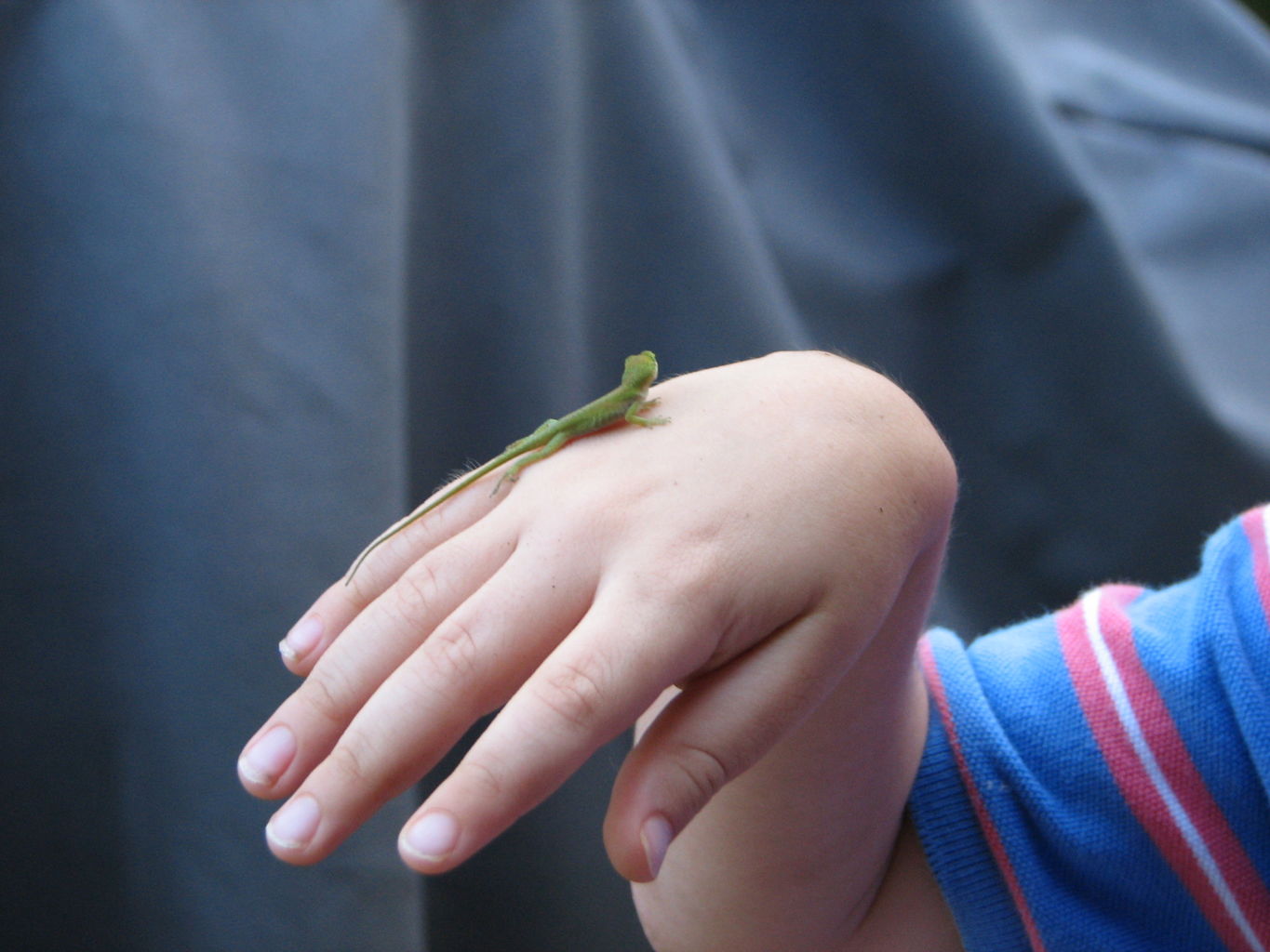 James Baby Lizard