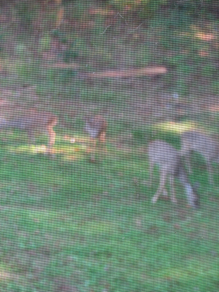 Fall Deer