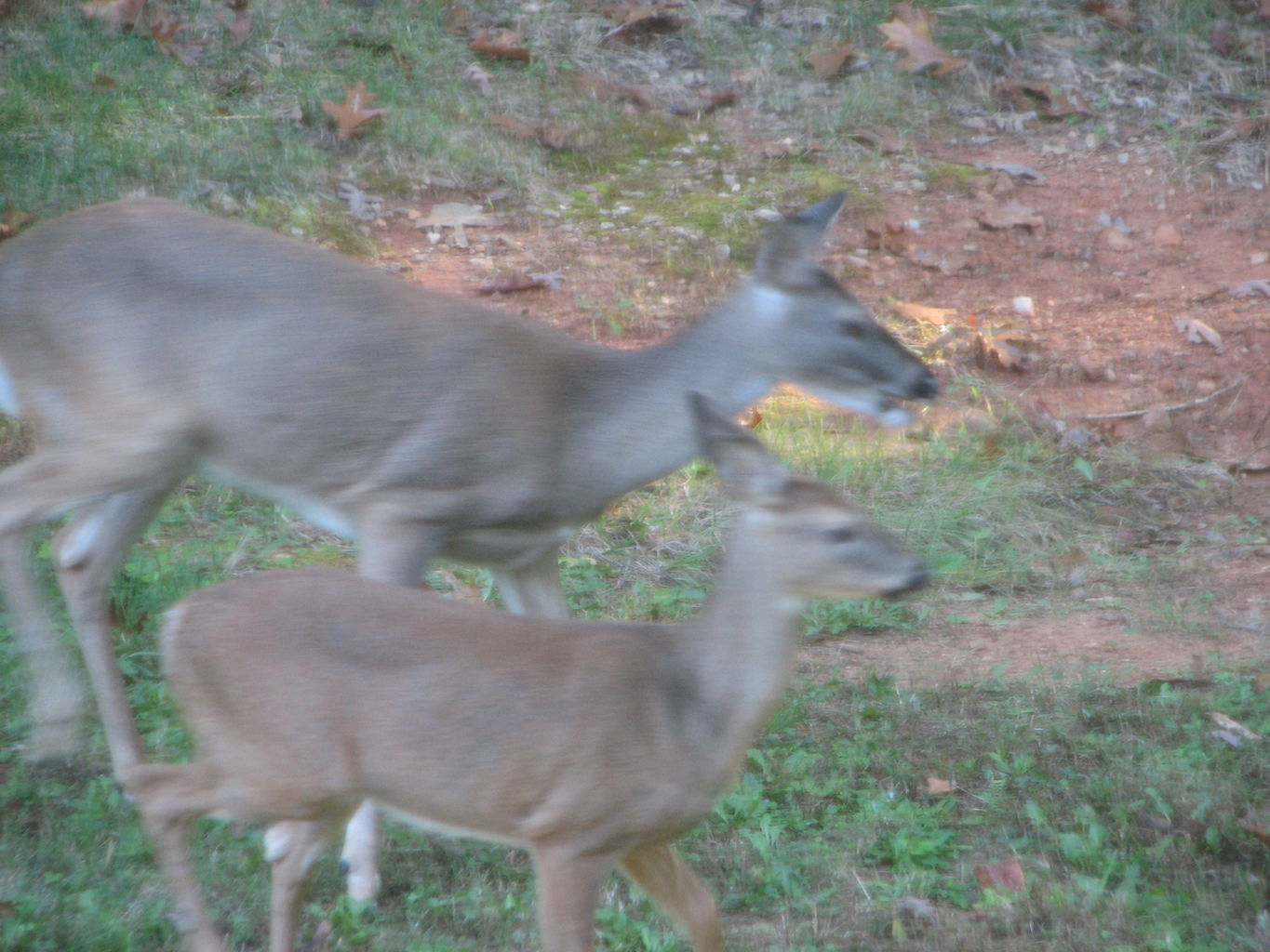 Fall Deer