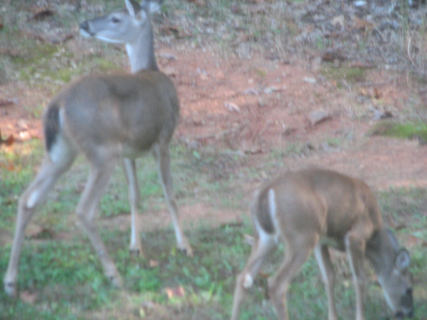 Fall Deer