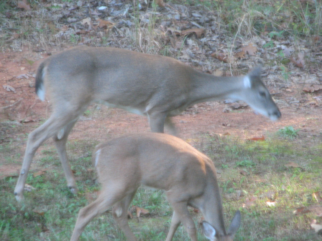 Fall Deer