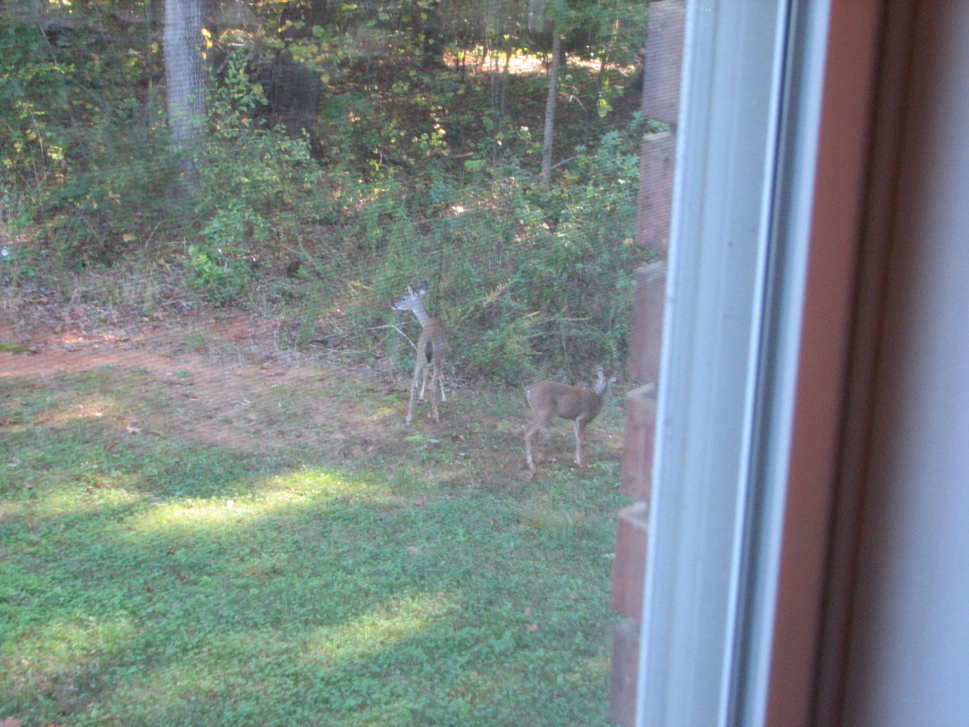 Fall Deer