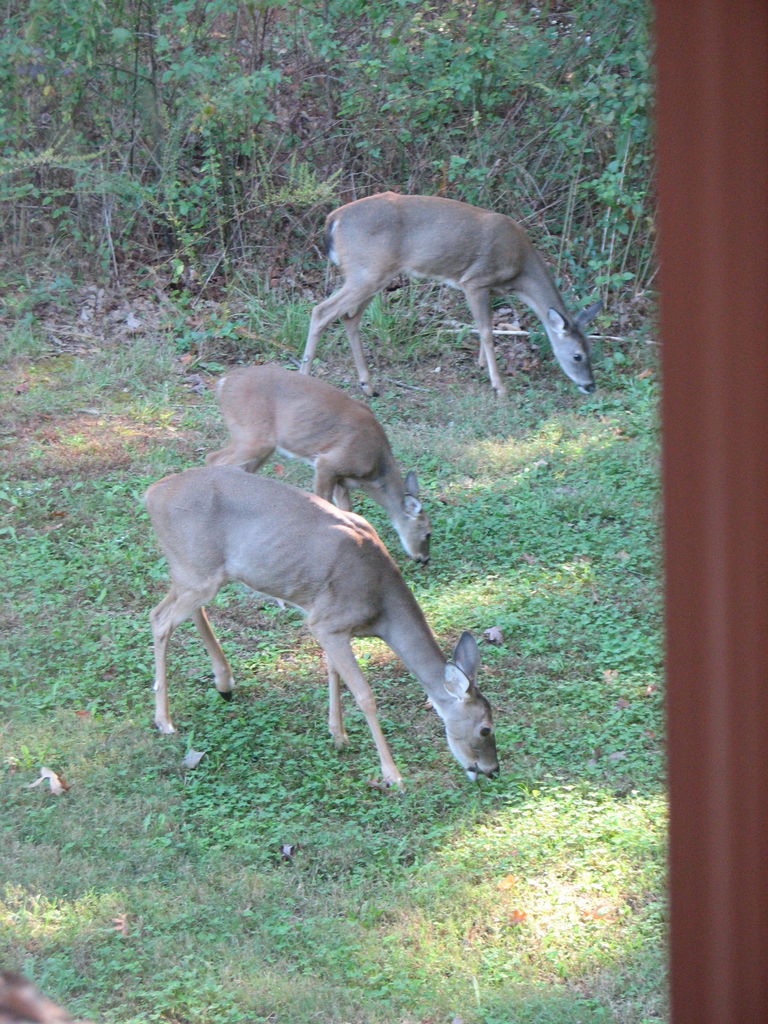 Fall Deer