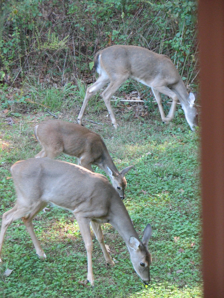 Fall Deer