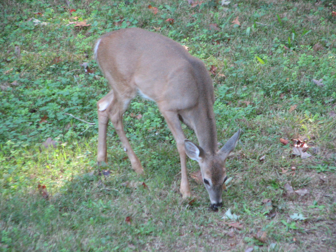 Fall Deer