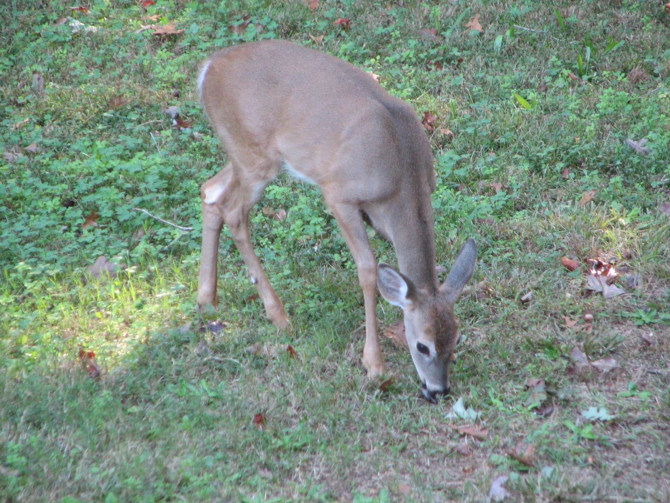 Fall Deer