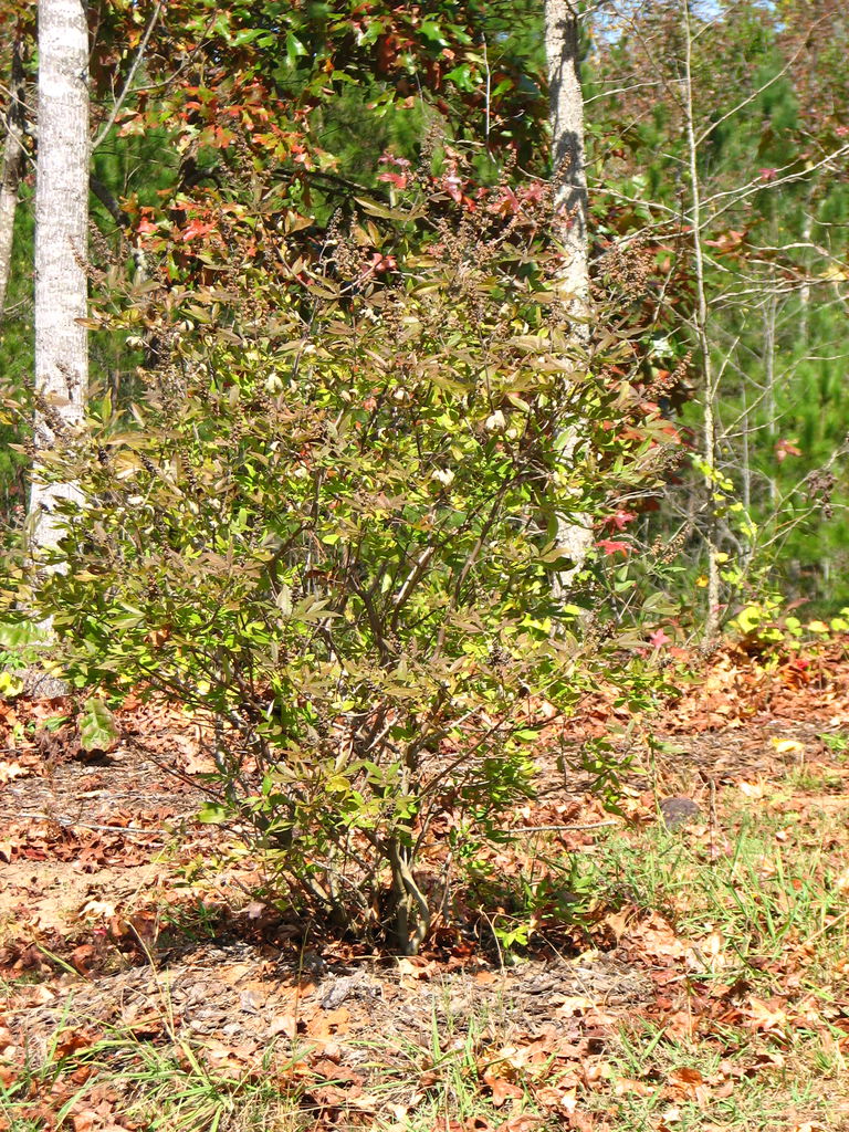 Fall Pictures