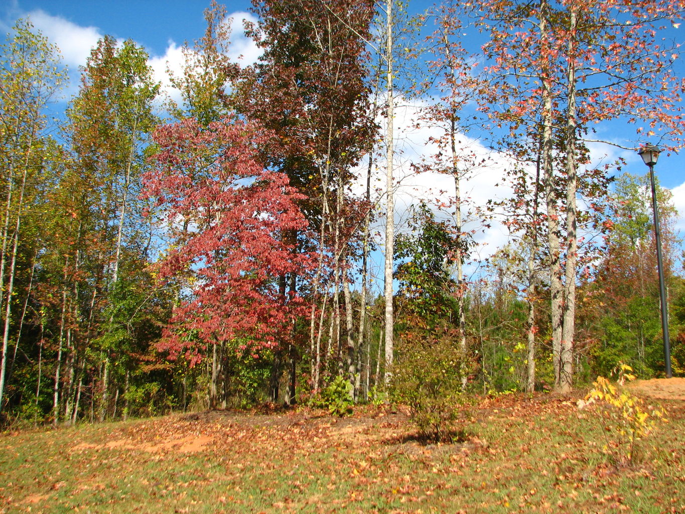 Fall Pictures